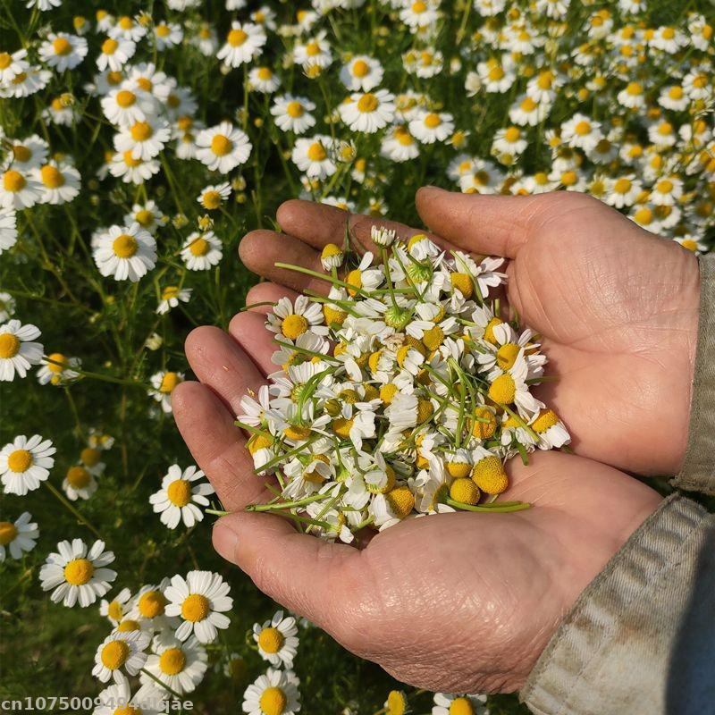 100% Natural Chamomile Dried F - огляд і ціна Candle Making And Perfume